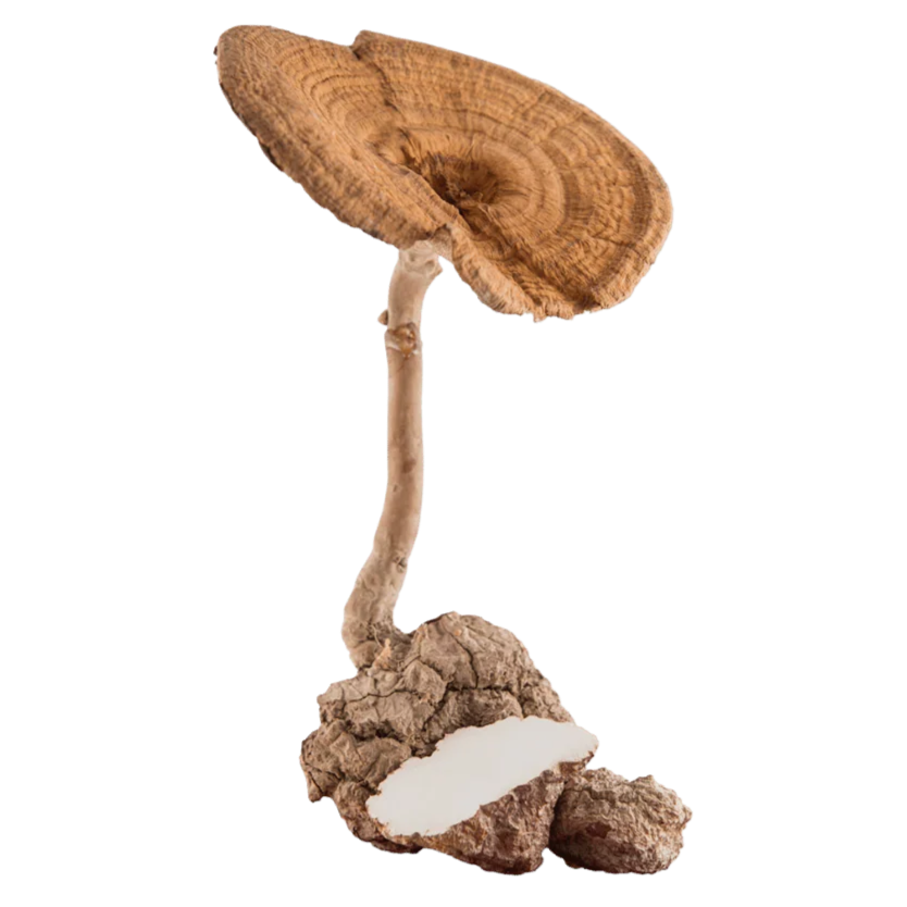 Ratusan Singapore Tiger Milk Mushroom
